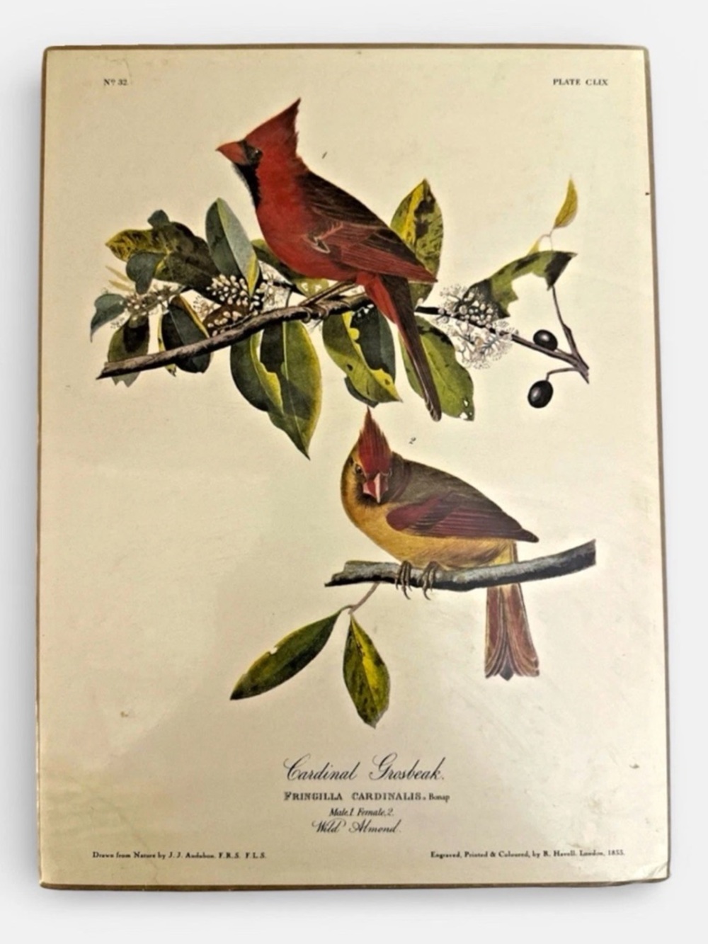 1833 JJ Audubon Cardinal Grosbeak Engraved Colored By R Havell Plt Clix SEALED